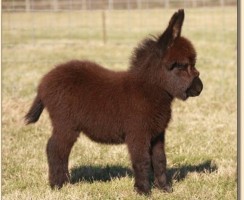 Послик: дитя любви пони и ослицы