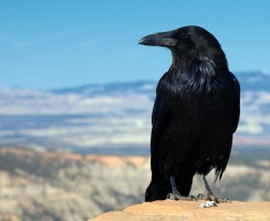 Вороны каркают осмысленно: результаты исследований