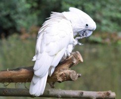 Попугай-меломан, или Как какаду танцевал под Элвиса Пресли