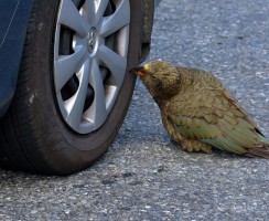 Попугаи кеа разбирают машину: опасное видео