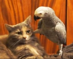 Попугай поёт песню коту