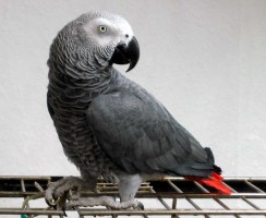 Жора продолжает удивлять: видео, где попугай разговаривает с хозяйкой