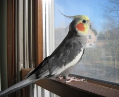 «Степашка-таракашка» — видеоролик о таланте попугая Степана