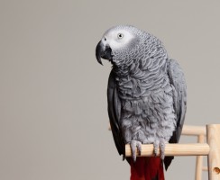 Гостеприимный жако: видео, в котором попугай предлагает попить чаю