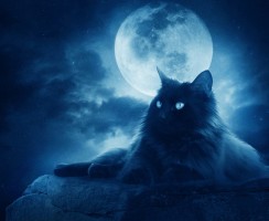 Могут ли кошки видеть души умерших, призраков, домовых и прочую мистику