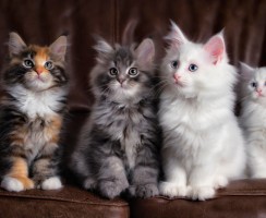 Когда можно заводить нового кота после смерти старого: психологический, ветеринарный и мистический подходы