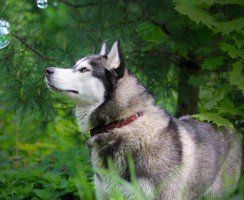 Котопёс по имени Талли: забавное видео