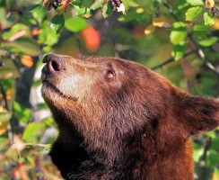 Работа мечты: турецкие медведи стали дегустаторами мёда