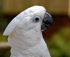 Какаду-рокер — видео, в котором какаду танцует под тяжёлый рок