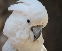 Белый какаду танцует под Деспосито: видео