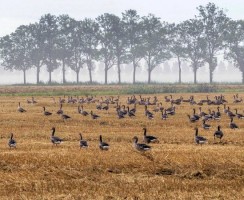 Самое эффективное пугало: птицы боятся лазера