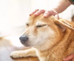 Как нельзя гладить собаку: запретные действия для любого владельца