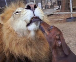 Такса и лев — дружба навек (видео)