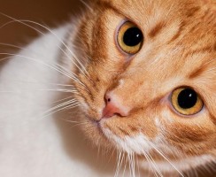 Дружба без предубеждений: видео, где рыжий кот гладит попугая лапкой