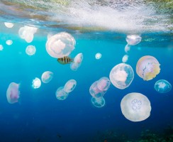 В Балтийском море появились ушастые медузы