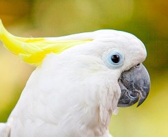 Когда хотел как лучше — попугай ругает хозяина за сломанную клетку