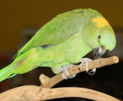 Плачущий попугайчик: видео, где пернатый пародирует плач малыша