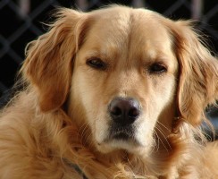 Ретривер ревнует: забавное видео