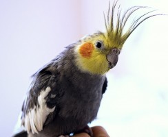 Попугай говорит «иди сюда»