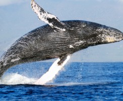 Песни горбатых китов расскажут об их маршрутах