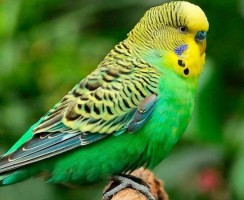 Лезгинка в исполнении попугаев: видео, где пернатые исполняют горские танцы