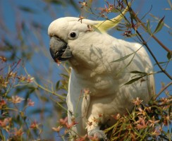 Знаменитый пернатый танцор: видео, где какаду Снежок танцует под хит 80-х