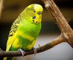 Арчик — говорящий попугайчик: видео с болтливой птичкой