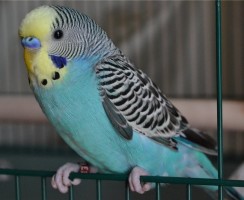 Ох уж эти пернатые танцоры: видео, где попугай танцует индийский танец