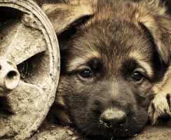 Нидерланды — страна, в которой нет бездомных собак