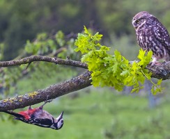 Сова выселила дятла из дупла: фото птиц