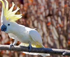 Какаду-хулиган: видео с ругающимся попугаем