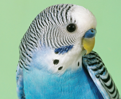 Отличник пернатого мира – видео, где попугай Ричи говорит и поёт