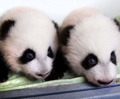 Невозможное возможно: близнецы в мире животных