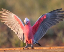 Современные попугаи: видеоролики, где пернатые танцуют под опа гангам стайл