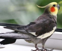 Попугайчик поёт колыбельную для малыша: доброе видео