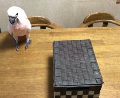 Строгий пернатый воспитатель: видео, где попугай закрыл кота в коробке