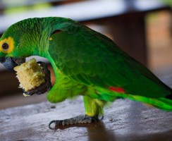 Адский смех: видео, где попугай смеётся, как мультяшный злодей