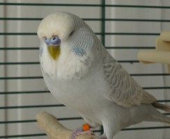 Монолог пернатой звезды: видео, где попугай Яша много разговаривает