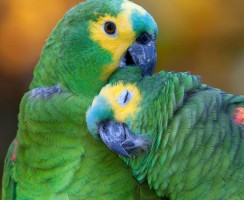 Пьяный дуэт амазонов