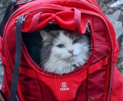 Уличный кот с переломом бедра выжил и стал известным путешественником