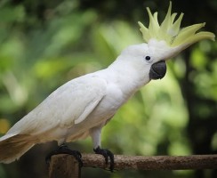 Пернатый танцор диско 90-х: попугай танцует под Everybody