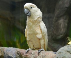 Танец лысого попугая