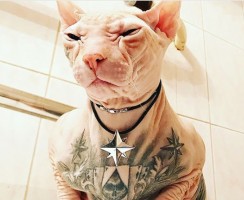 Татуированный Бес сбежал от хозяина