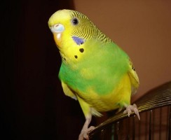 Я помню чудное мгновенье: попугай читает стихи