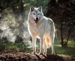 Питомник Потапова: волки — домашние животные (видео)