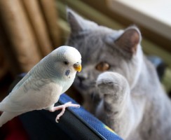 Попугай раздражает кота: забавное видео