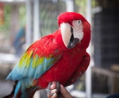 Ара-танцор: видео, где попугай танцует на кровати