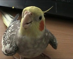 Корелла против слежки: видео, где попугай кричит на камеру