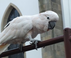 Какаду боится щекотки