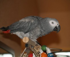 Дуэт пернатого и эстрадной звезды: видео, где попугай поёт песню Ани Лорак